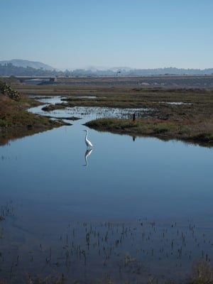 Bolsa Chica Ecological Reserve